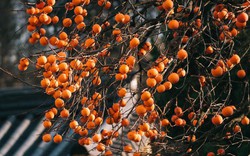 Không phải mê tín: Trồng đúng loài cây mà nhà giàu thích mê, vừa may mắn tài lộc, vừa tốt sức khỏe cả nhà