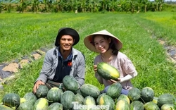 Khởi nghiệp trồng giống dưa lạ, livestream giữa ruộng 'chốt đơn mỏi tay'