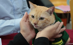 "Trưởng chuồng" mèo Mika nổi tiếng ở Thảo Cầm Viên cầm 80 triệu đi từ thiện: Sĩ nhất cái sở thú!