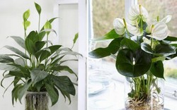 Ông bà xưa dạy: 3 loại cây càng để trong nhà càng “rút lộc, mất vận” - nhiều người trồng mà không hay