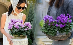 Hoa anh thảo đang hot, vừa dễ trồng lại giúp nhà thêm phúc khí, hoa nở từ Noel đến sau Tết, chị em tha hồ mà chơi