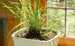 8 loại cây đuổi muỗi, ruồi, gián hiệu quả: Nhà nào cũng nên trồng ít nhất một cây