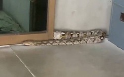 Bức tường phát ra tiếng động, người dân bỏ chạy khi thấy thứ đáng sợ