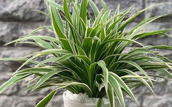 NASA gọi tên 10 cây tốt nhất để trồng trong nhà