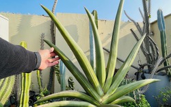 6 cây NASA khuyên trồng trong phòng khách