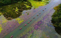 Tam Cốc ngọt lịm mùa hoa súng