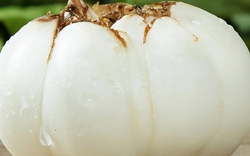 Mềm hơn khoai lang, bổ hơn khoai môn: Loại củ mùa đông vừa ra đã hot, ăn thường xuyên bổ thận, bổ phổi