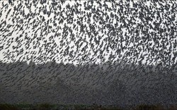 Hàng triệu con chim có hành vi lạ trên bầu trời, nhà khoa học cảnh báo: Dấu hiệu chẳng lành cho nhân loại