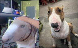 Thông báo khẩn từ chủ quán nướng Hà Nội có chú chó giống hệt “cậu Vàng” trong game Phở Anh Hai
