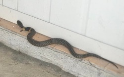 5 thứ âm thầm dụ rắn vào nhà