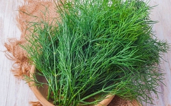 Thì là - loại rau "nhỏ nhưng có võ’ với những lợi ích sức khỏe bất ngờ