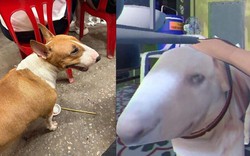 Giống hệt cậu Vàng trong "Tiệm phở anh Hai", chú chó nổi tiếng cõi mạng