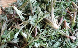 Loại rau được người Trung Quốc ví là "báu vật trời ban": Mọc đầy Việt Nam nhưng nhiều người chê không ăn