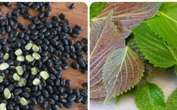 Uống nước tía tô đậu đen có tác dụng gì?