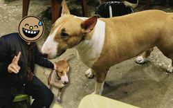 Cơn sốt "Tiệm phở Anh Hai": Sự thật hài hước về "trùm phá game" Bull Terrier, cưng chiều cỡ nào cũng giựt xích 500 lần/ngày!
