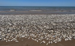 Hàng triệu con cá đang gặp hiện tượng lạ bên bờ biển, chuyên gia cảnh báo: Chuyện này có thể gây ra hậu quả khủng khiếp cho nhân loại