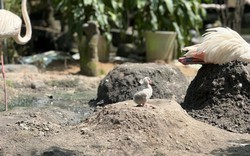 Những 'bé' thú quý hiếm chào đời ở Thảo Cầm Viên Sài Gòn