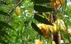 1 loài cây "hút lộc" cho chủ: Cây càng thịnh thì người càng giàu sang