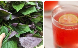 Uống nước lá tía tô hàng ngày có tác dụng gì?