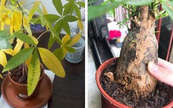 Tôi khuyên bạn hãy bỏ ngay cây kim ngân trong nhà, nếu không muốn “rước xui” và chỉ còn lại chậu đất trống