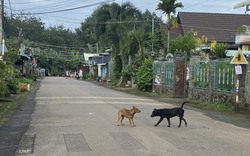 Nam thanh niên không uống được nước, không chịu được tiếng ồn và tử vong sau 20 ngày bị chó cắn