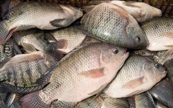 Loại cá được ví như "gà nước" do thịt trắng: Người Mỹ cực yêu thích, chợ Việt bán rẻ, sẵn quanh năm