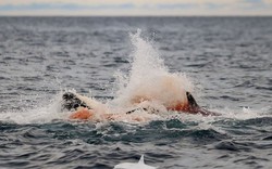 Lần đầu tiên con người vừa chụp được những hình ảnh đáng kinh ngạc này ở Na Uy