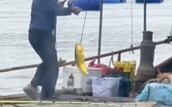 Người đàn ông câu được con cá vàng trị giá 74 triệu đồng trên biển
