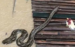 Người dân sốc nặng khi thấy cảnh tượng đáng sợ trong dòng nước lũ