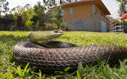 Dấu hiệu cho thấy rắn đã bò vào nhà