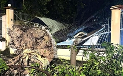 Mưa dông lớn, cây đổ la liệt đè bẹp xe máy ở TPHCM