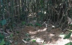 Đang đào giun thấy xẻng chạm phải vật cứng, lão nông dân run rẩy phát hiện kho báu nặng 30kg ngàn năm tuổi còn nguyên vẹn