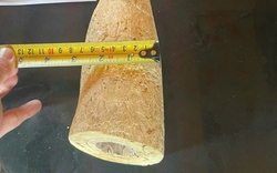 Nhặt được vật màu trắng dưới sông nghi là ngà voi