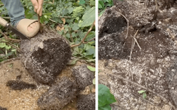 Món quà rừng hiếm nhất Đông Bắc: Kẻ rùng mình né xa, người mê đến độ dị ứng vẫn cố ăn