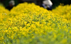 2 loài hoa vừa thanh lọc không khí, vừa hút tài lộc: Tết này không thể thiếu trong nhà