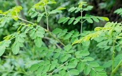 "Đặc sản xanh" từ cây dại mọc bờ bụi, được săn lùng bởi hương vị và giá trị dinh dưỡng cao