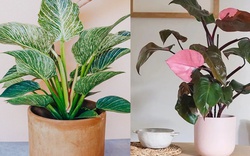 Ông bà dặn: 5 loại cây đặt đúng vị trí là thành “máy hút tài lộc” cho gia đình