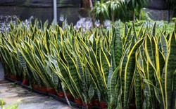 5 loại cây lọc không khí "gọi lộc" cho năm mới: Đơn giản nhưng hiệu quả rõ rệt