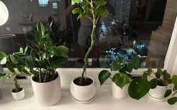 5 vị trí KHÔNG NÊN trồng cây trong nhà kẻo xui xẻo tìm đến, rước họa vào thân