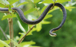 6 loại cây ăn quả dễ “dụ” rắn vào nhà, nếu trồng cần cảnh giác