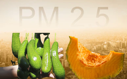 Ăn gì "đẩy" bụi mịn PM 2.5 ra khỏi cơ thể?