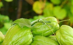 Đến mùa đông là phải ăn loại rau được cho là chứa lượng selen ‘gấp 50 lần hành tây’, chị em đổ xô mua vì nhiều lợi ích không ngờ