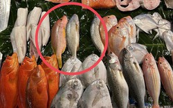 3 loại cá đầy ký sinh trùng người bán chẳng bao giờ ăn