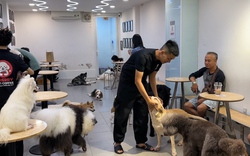 Chó, mèo ở TPHCM được tiêm vắc-xin miễn phí từ ngày 20-12