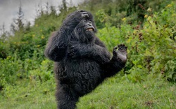 Bức ảnh khỉ đột nô đùa trong rừng gây chú ý