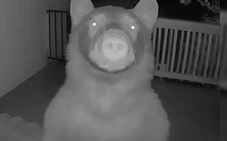 Nửa đêm thức giấc, người đàn ông bỗng phát hiện thứ "đáng sợ" ngoài cửa