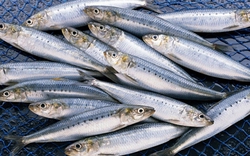 Ra chợ gặp loại cá này thì mua ngay kẻo tiếc: Cá tự nhiên ít nuôi nhân tạo, không nhiễm thủy ngân