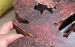 Ai đang đứng sau cuộc săn lùng loài gỗ "vô danh" có giá đến 3 triệu đồng/kg ở Quảng Trị?