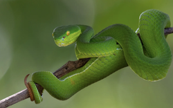 Một bệnh viện tại TPHCM liên tiếp cấp cứu người bị rắn cắn