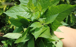 Loại rau dại xưa mọc đầy đường, nay thành đặc sản "bổ như sâm", có tiền chưa chắc mua được